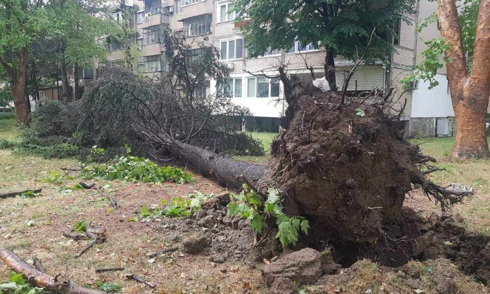 Një grua e moshuar është lënduar nga rënia e një peme në Karposh