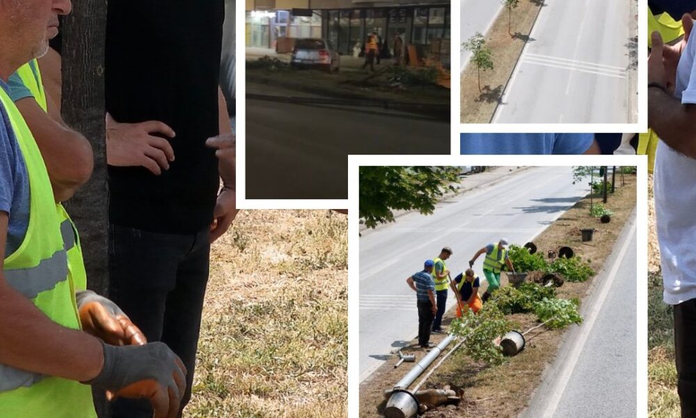 Pas aksidentit  NPK Tetovë rikthen gjelbërimin në rrugën Industriale  mbillen 10 drunj të rinj